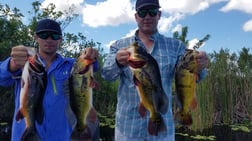 Peacock Bass fishing in Fort Lauderdale, Florida