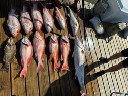 Amberjack, Kingfish, Red Snapper Fishing in Freeport, Texas