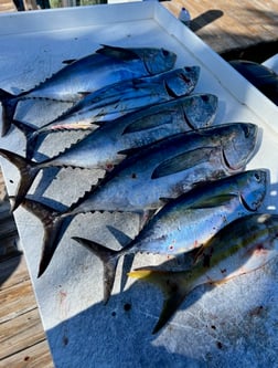 Spanish Mackerel Fishing in Key Largo, Florida