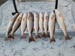 Redfish, Speckled Trout Fishing in South Padre Island, Texas