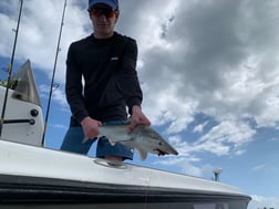 Bull Shark Fishing in Jupiter, Florida