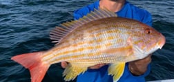 Cubera Snapper Fishing in Clearwater, Florida