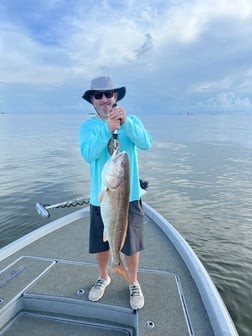 Jack Crevalle fishing in Venice, Louisiana