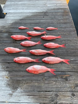 Vermillion Snapper Fishing in Panama City Beach, Florida