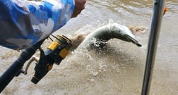 Alligator Gar fishing in Corsicana, Texas