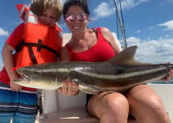 Cobia Fishing in Sarasota, Florida