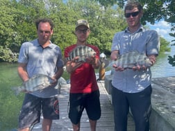 Sheepshead Fishing in Sarasota, Florida