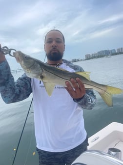 Speckled Trout Fishing in Sarasota, Florida