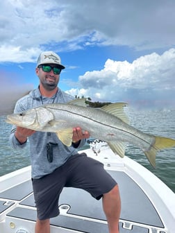 Redfish Fishing in St. Petersburg, Florida