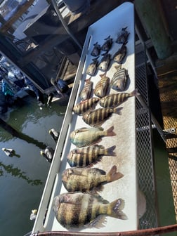 Sheepshead, Speckled Trout / Spotted Seatrout Fishing in Crystal River, Florida