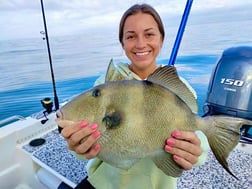 Mangrove Snapper, Scup / Porgy, Sheepshead Fishing in Sarasota, Florida