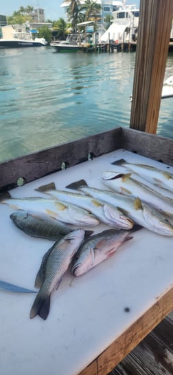 Tripletail Fishing in Islamorada, Florida