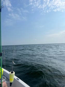 Red Snapper, Redfish Fishing in Buras, Louisiana