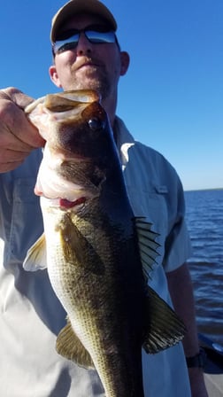 Largemouth Bass Fishing in Fort Lauderdale, Florida