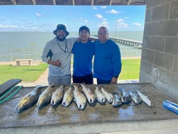 Black Drum, Sheepshead Fishing in Palacios, Texas