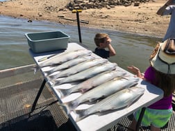 Striped Bass fishing in Burnet, Texas