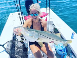 Snook Fishing in Sarasota, Florida