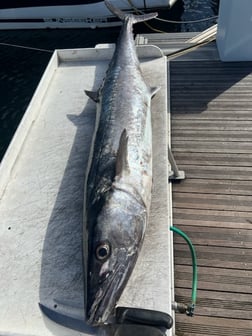 King Mackerel / Kingfish Fishing in West Palm Beach, Florida