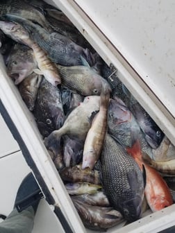 Black Seabass, Scup / Porgy, Triggerfish Fishing in Wrightsville Beach, North Carolina