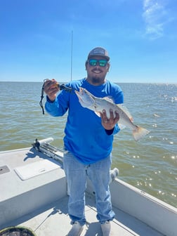 Black Drum, Sheepshead Fishing in Palacios, Texas