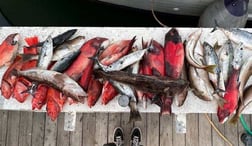 Bonito, California Sheephead, Lingcod, Rockfish Fishing in Long Beach, California