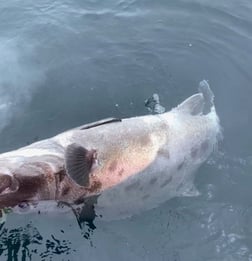 Fishing in Oxnard, California