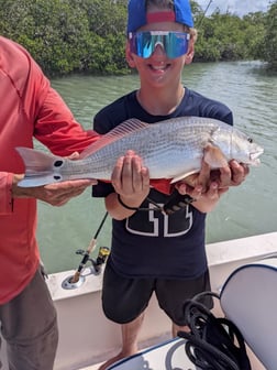 Snook Fishing in Naples, Florida