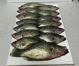 Crappie Fishing in Austin, Texas