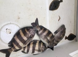 Sheepshead Fishing in Biloxi, Mississippi