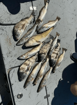 Fishing in Matagorda, Texas