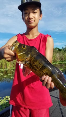 Peacock Bass fishing in Fort Lauderdale, Florida