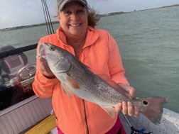 Speckled Trout Fishing in Ingleside, Texas