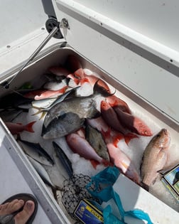 Red Snapper Fishing in Santa Rosa Beach, Florida