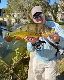 Peacock Bass Fishing in Jupiter, Florida