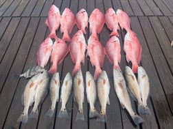 Red Snapper, Redfish Fishing in Buras, Louisiana