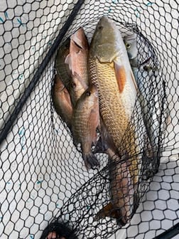 Redfish fishing in St. Augustine, Florida