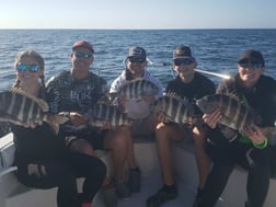 Sheepshead Fishing in Steinhatchee, Florida