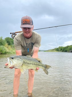 Largemouth Bass fishing in Graford, Texas