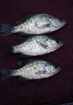 Striped Bass Fishing in Holmes Beach, Florida