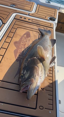 Red Grouper fishing in Little River, South Carolina