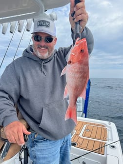 Black Drum Fishing in Little River, South Carolina