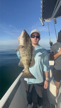 Gag Grouper Fishing in Belleair Bluffs, Florida