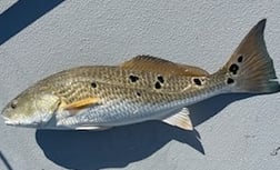 Sheepshead fishing in Galveston, Texas