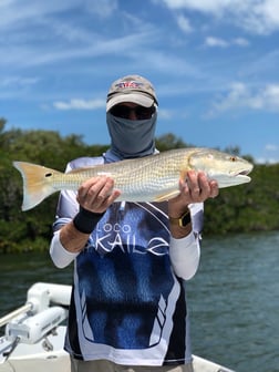 Redfish Fishing in Tarpon Springs, Florida