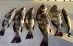 Black Drum Fishing in South Padre Island, Texas