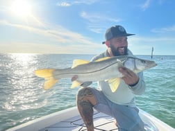 Tripletail fishing in Clearwater, Florida