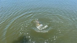 Redfish fishing in Santa Rosa Beach, Florida