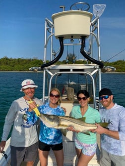 Snook fishing in Sarasota, Florida