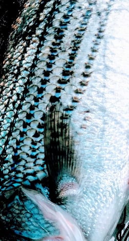 Redfish Fishing in Jacksonville, Florida