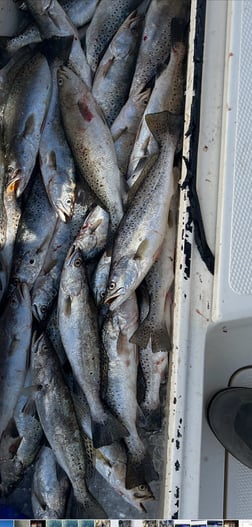 Fishing in Boothville-Venice, Louisiana